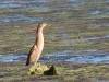 dscn 5905.jpg Blongios nain femelle Ixobrychus minutus à l'étang de Casavone