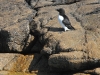 DSC 1513.jpg Pingouin torda Alca torda à l'île Rouzic dans la réserve naturelle des Sept-Îles