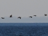dsc 4681.jpg Grands cormorans Phalacrocorax carbo à Poosaspea