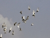 dsc 2568.jpg Vol de hérons garde-boeufs Bubulcus ibis à Ruanes