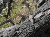 dsc 3118.jpg Hirondelle de rochers Ptyonoprogne rupestris au Salto del Gitano à Monfragüe