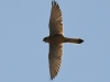 dsc 7663.jpg Faucon crécerellette femelle Falco naumanni à Trujillo