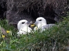 dsc 9844.jpg Couple de fulmars boréaux Fulmarus glacialis à Hvitsekkur