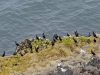 DSC 1406.jpg Colonie de cormorans huppés Phalacrocorax aristotelis sur la Fauconnière du Cap Fréhel