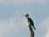 dsc 4557.jpg Juvénile de grand cormoran Phalacrocorax carbo sur le canal Sontea