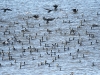 dsc 5422.jpg Rassemblement de grands cormorans et mouettes rieuses à la digue de Giffaumont