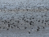 dsc 5444.jpg Rassemblement de grands cormorans et mouettes rieuses à la digue de Giffaumont
