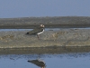 dsc 0591.jpg Vanneau huppé Vanellus vanellus dans le marais de Guérande en Loire-Atlantique