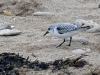 dsc 1017.jpg Bécasseau sanderling Calidris alba à l'île d'Aix