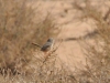 dsc 0078.jpg Dromoïque du désert Scotocerca saharae dans la plaine de Timghart