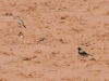dsc 0193.jpg Traquet du désert mâle Oenanthe desert à Timghart