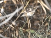 dsc 9822.jpg Fauvette orphée Sylvia hortensis à Souss-Massa