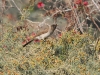 dsc 9896.jpg Bulbul des jardins Pycnonotus barbatus à Souss-Massa
