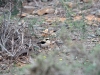 dsc 9928.jpg Traquet oreillard mâle Oenanthe hispanica à Fort Bou Jérif