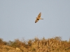 dsc 5319.jpg Faucon crécerelle Falco tinnunculus dans le parc national de Souss-Massa