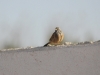 dsc 5354.jpg Bruant du Sahara Emberiza sahari dans le parc national de Souss-Massa 