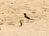 dsc 5966.jpg Traquet du désert Oenanthe deserti sur la route de Bir Anzarane