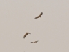 dsc 6012.jpg Migration de vautours fauves Gyps fulvus sur la route de Bir Anzarane