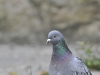 DSC 1025.jpg Pigeon biset Columbia livia au Mont Saint-Michel