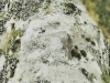 dsc 2519.jpg Grimpereau des bois Certhia familiaris dans la forêt des Arbailles