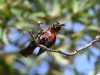 dsc 5987.jpg Souimanga à poitrine rouge Chalcomitra senegalensis à Mampuya
