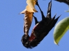 dsc 6005.jpg Souimanga à poitrine rouge Chalcomitra senegalensis à Mampuya