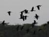 dsc 6485.jpg Vol d'ibis falcinelle Plegadis falcinellus dans le Parc National des Oiseaux du Djoudj 