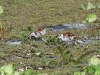 dsc 6563.jpg Juvéniles de jacanas à poitrine dorée dans le Parc National des Oiseaux du Djoudj 