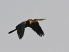 dsc 6612.jpg Anhinga d'Afrique Anhinga rufa dans le Parc National des Oiseaux du Djoudj