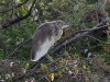 dsc 6618.jpg Crabier chevelu Ardeola ralloides dans le Parc National des Oiseaux du Djoudj
