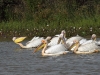 dsc 6640.jpg Pélicans blancs Pelecanus onocrotalus dans le Parc National des Oiseaux du Djoudj