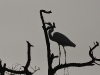 dsc 6663.jpg Héron cendré Ardea cinerea dans le Parc National des Oiseaux du Djoudj
