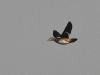 dsc 6698.jpg Anserelle naine Nettapus auritus dans le Parc National des Oiseaux du Djoudj