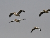 dsc_6788 Pélicans blancs Pelecanus onocrotalus dans le Parc National des Oiseaux du Djoudj