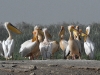 dsc 6803.jpg Pélicans blancs Pelecanus onocrotalus  dans le Parc National des Oiseaux du Djoudj