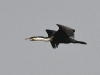 dsc 6919.jpg Grand cormoran Phalacrocorax carbo dans le Parc National des Oiseaux du Djoudj