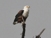 dsc 6938.jpg Pygargue vocifère Haliaeetus vocifer dans le Parc National des Oiseaux du Djoudj
