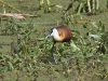dsc 6939.jpg Jacana à poitrine dorée Actophilornis africana dans le Parc National des Oiseaux du Djoudj