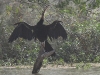 dsc 6941.jpg Anhinga d'Afrique Anhinga rufa dans le Parc National des Oiseaux du Djoudj