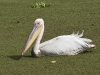 dsc 7029.jpg Pélican blanc Pelecanus onocrotalus à la station de pompage PK71 dans le Parc National des Oiseaux du Djoudj