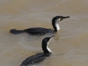 dsc 7032.jpg Grands cormorans Phalacrocorax carbo à la station de pompage PK71 dans le Parc National des Oiseaux du Djoudj