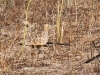 dsc 7180.jpg Ganga à ventre brun Pterocles exustus dans le Parc National des Oiseaux du Djoudj