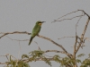 dsc 7203.jpg Guépier de Perse Merops persicus dans le Parc National des Oiseaux du Djoudj