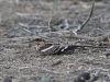 dsc 7267.jpg Engoulevent à longue queue Caprimulgus climacurus dans le Parc National des Oiseaux du Djoudj