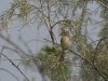dsc 7359.jpg Prinia aquatique Prinia fluviatilis dans le Parc National des Oiseaux du Djoudj