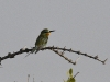 dsc 7367.jpg Guépier de Perse Merops persicus dans le Parc National des Oiseaux du Djoudj