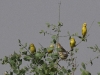 dsc 7403.jpg Moineaux dorés Passer luteus dans le Parc National des Oiseaux du Djoudj