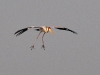 dsc 7696.jpg Tantale ibis Mycteria ibis à l'hôtel du Djoudj