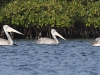 dsc 8368.jpg Pélicans gris Pelecanus rufescens dans le Parc National du Delta du Saloum