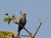 dsc 8558.jpg Rollier à ventre bleu Coracias cyanogaster à Toubakouta dans le Parc National du Delta du Saloum